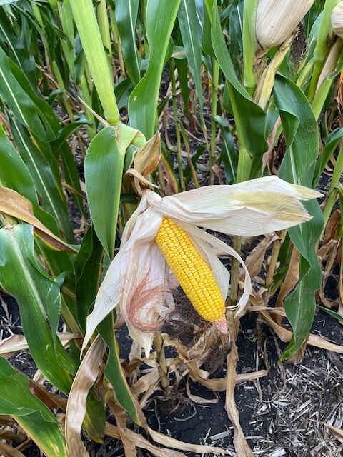 Corn late August